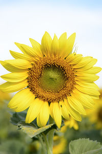 Close-up of sunflower