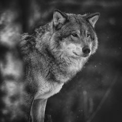 Wolf

animal themes

animal wildlife

animals in the wild

mammal

high dynamic range imaging