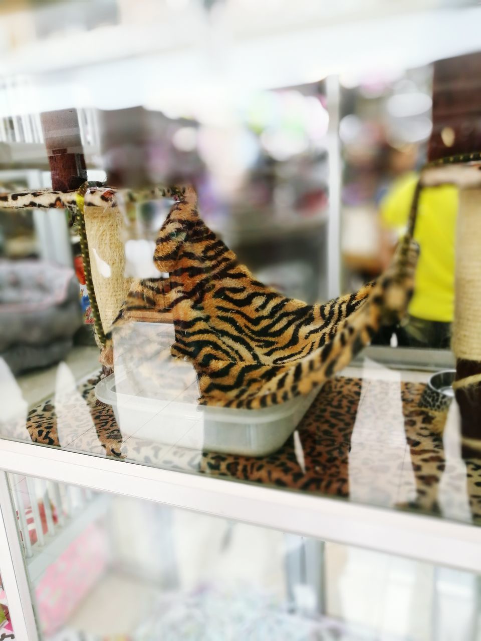 animal themes, animal, retail, indoors, shopping, retail display, store, no people, choice, glass - material, for sale, transparent, business, variation, shelf, group of animals, mammal, sale, selective focus, pets, consumerism