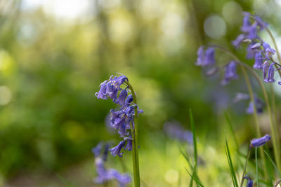 Close-up of purple flowering plant against blurred background