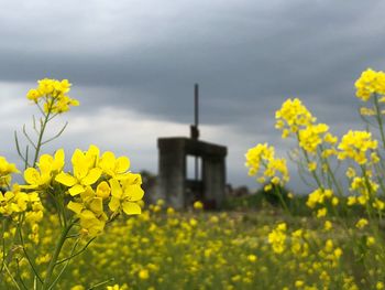 Yellow flowering plants on field against sky