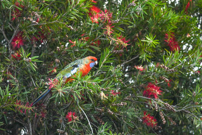 Bird perching on tree