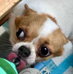 Close-up portrait of dog