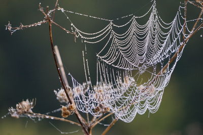 Close-up of spider on web