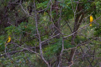 Close-up of trees in forest