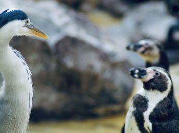 Close-up of birds