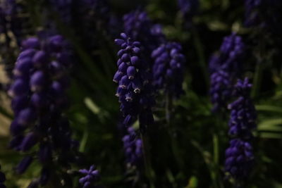 Close-up of purple flowering plant