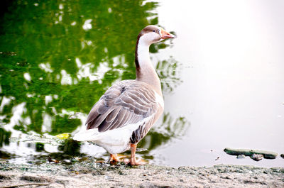 View of birds on lakeshore