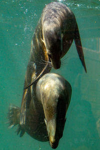 Close-up of seals swimming in sea