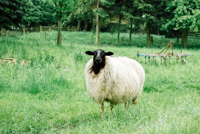 Sheep standing in a field