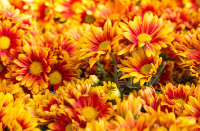 Close-up of yellow flowers blooming outdoors