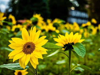 Close-up of yellow flowering plants