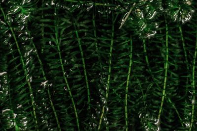 Close-up of pine tree in forest