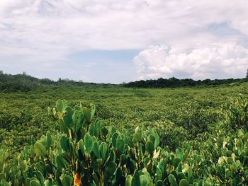 Scenic view of agricultural field against sky