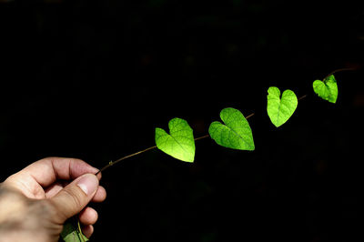 Close-up of hand holding plant