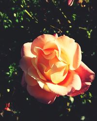 Close-up of rose blooming outdoors