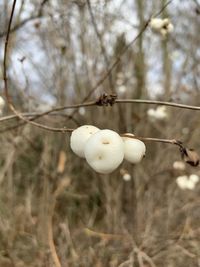 Close-up of white flowering plant on field