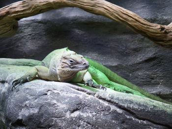 Lizard on rock in zoo