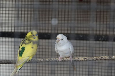 Close-up of parrot perching in cage