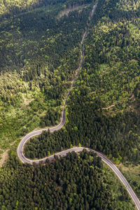 Aerial view of road amidst trees in forest