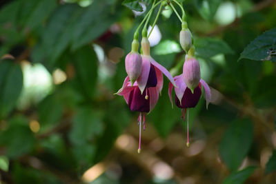 Close-up of pink flowering plant