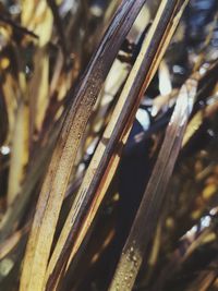 Close-up of plant against blurred background