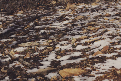 Close-up of snow on landscape