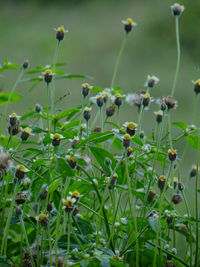 Close-up of flowering plants on field