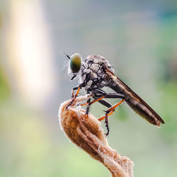 Close-up of fly