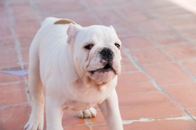 Portrait of dog bulldog englishman looking away while standing on footpath