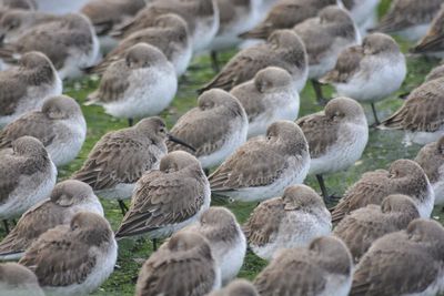 Close-up of birds on rocks