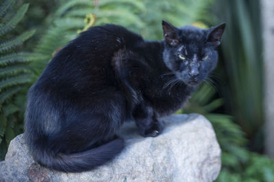 Portrait of black cat sitting outdoors