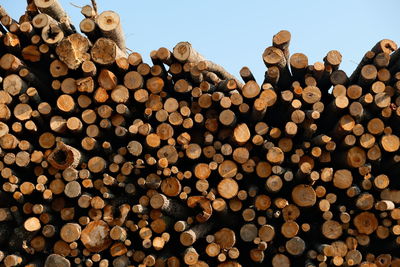 Stack of logs in forest