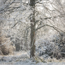 Bare trees in forest