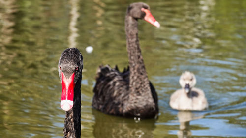 Swans swimming in lake