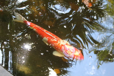 Reflection of fish in pond
