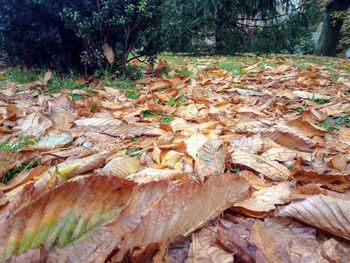 Close-up of mushroom growing in forest