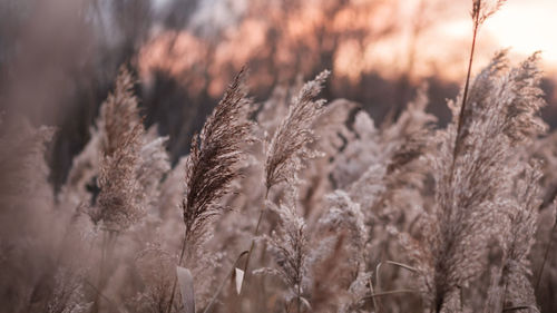 Dry reed on the lake, reed layer, reed seeds. golden reed grass in the fall in the sun. 