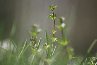 Close-up of plant