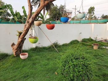 plant