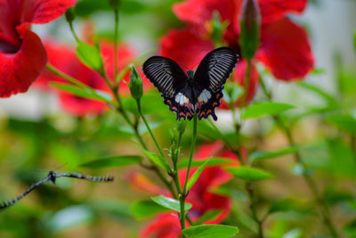 Close-up of butterfly pollinating on flower