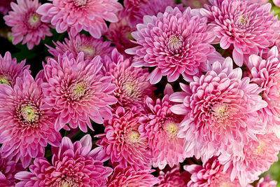 Close-up of pink dahlia flowers