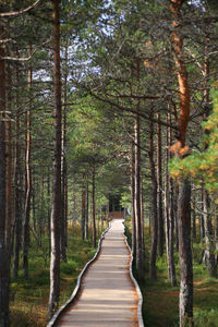 Empty road amidst trees in forest