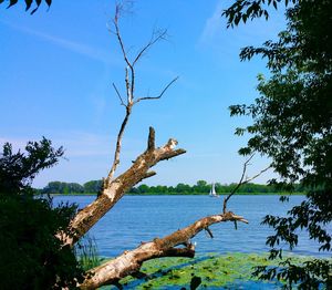 Bird on tree by lake against sky