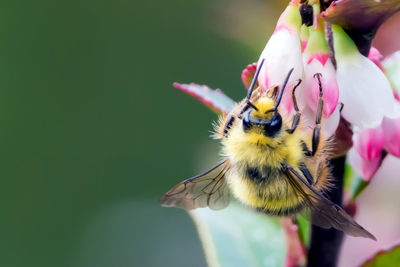 Close-up of bumblebee on pink flower