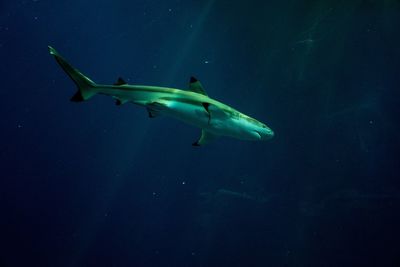 Fishes swimming in sea