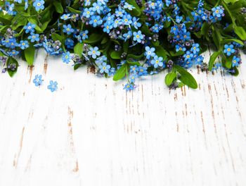 Close-up of flowering plants on wood