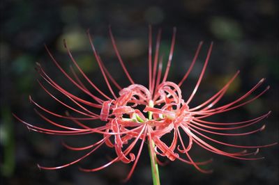 Close-up of flowers against blurred background