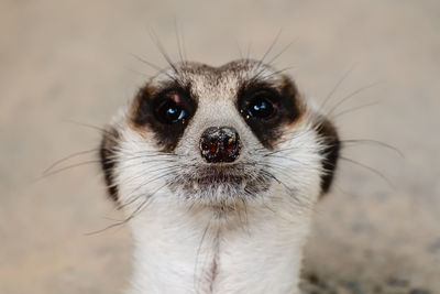 Close up of portrait of meerkat