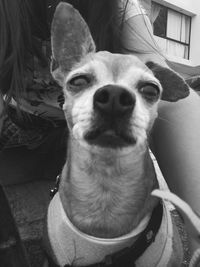 Close-up portrait of dog